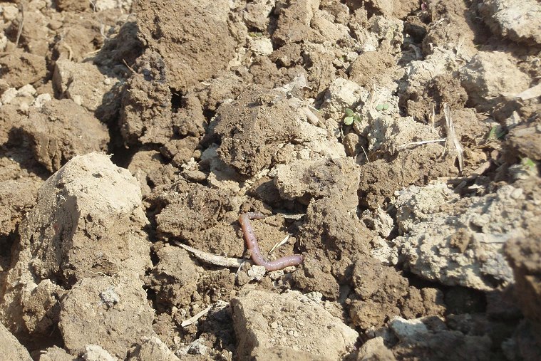 MAAG CBL COMBILAM 2,5-6 m kombinált aprító lazító eszköz, 4-művelet egy menetben!