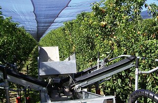 Amikor a Pluk-O-Trak-kel dolgozik, a szedőknek csak a gyümölcsöt kell szedniük és kis szállítószalagokra helyezni.