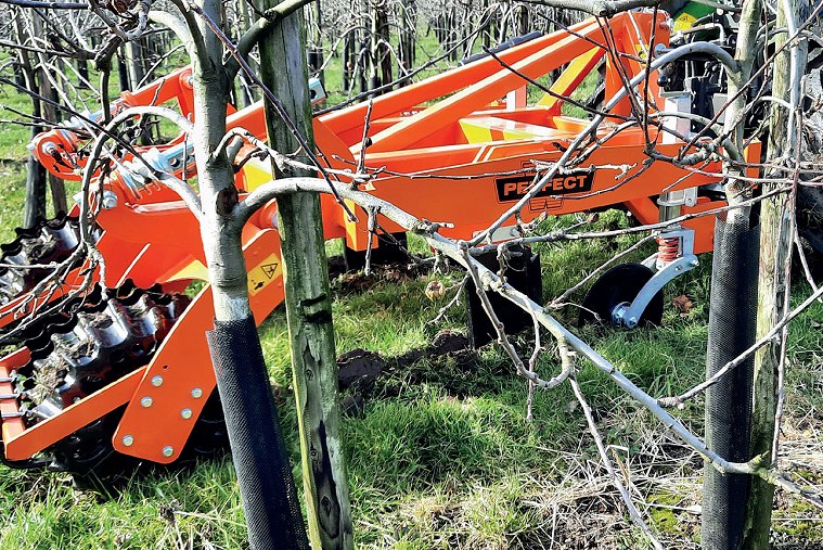 PERFECT WBG sorköz lazító _Szőlő - Gyömölcs